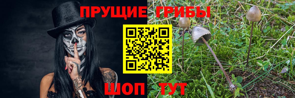 Псилоцибиновые грибы Psilocybine cubensis Октябрьский